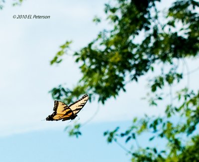 Another lucky shot.
Image may be purchased at http://edward-peterson.artistwebsites.com/featured/butterfly-in-flight-edward-peterson.html