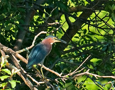 A Green Heron.