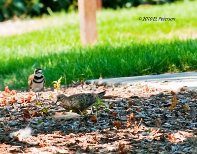 A Killdeer and a Mourning Dove.