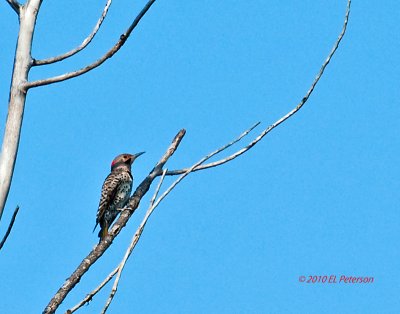 Yellow-shafted Northern Flicker.