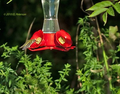 Very seldom do you see a humming bird with it's wings still.