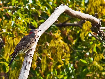 Northern Yellow Shafted Flicker.