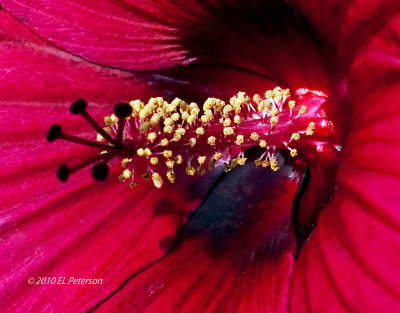 A close up of a flower.