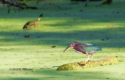 A Green Heron and a Painted Turtle.