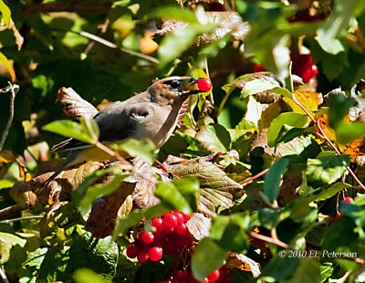 A Cedar Waxwing with a snack.
