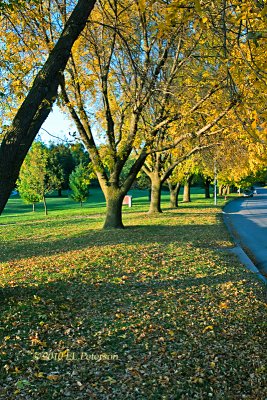 All the leaves fall down.