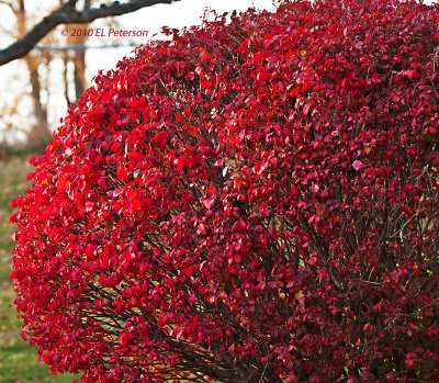 This bush always turns a great color of red.