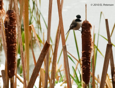 A Black-capped chickadee on a snowy day.