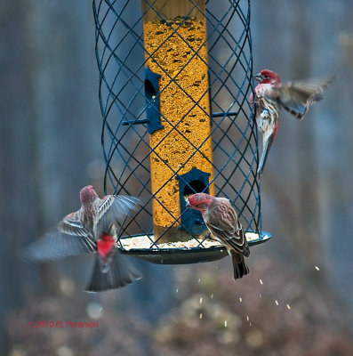 A group of House Finches feeding.
