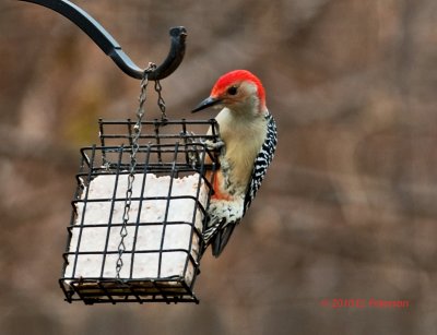 Red-bellied Woodpecker taking advantage of a winter feeder.