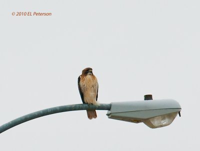 The Red-tailed Hawk I keep seeing every now and then.