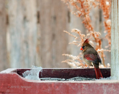 A mother Cardinal.