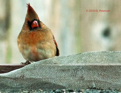 A fine looking lady Cardinal.