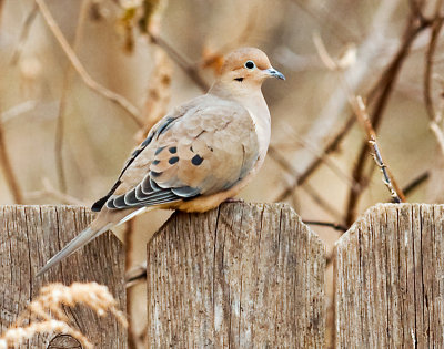 A Mourning Dove and just one of the many vistors.