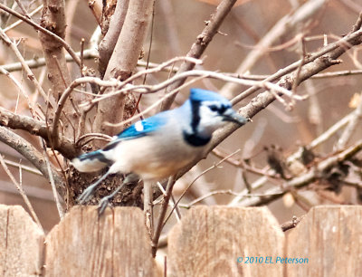 A Bluejay jumping off.
