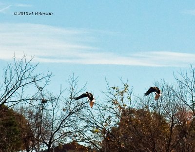Wood ducks in flight.