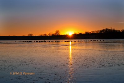 The sun is coming up and the ducks are grouped for safety.