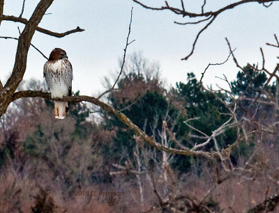 Shortly after this the Red-tailed hawk took off in the direction he was looking...I think dinner.