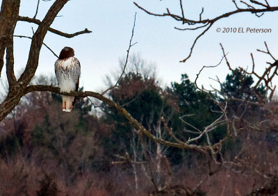 Red-tailed hawk looking backwards...didn't know they could do that.