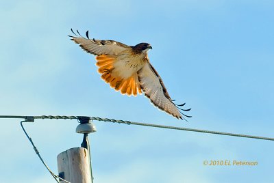 Red-tail hawk taking off.