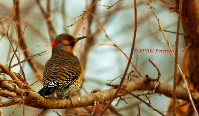 Yellow-shafted Northern Flicker.