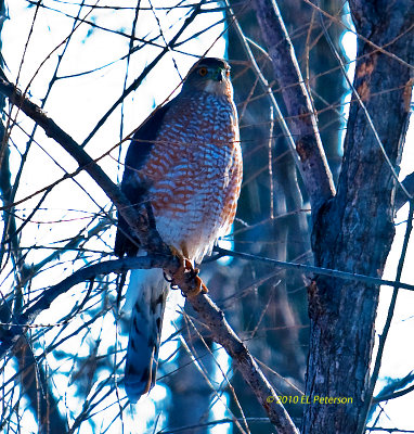 Cooper hawk came down and scared off all of the feeding birds.