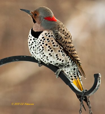 Yellow-shifted Northern Flicker.