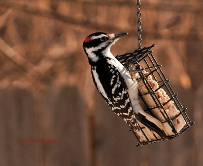 The feeder was busy between the Downy and the Hairy woodpeckers.