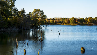 A warm calm evening with a bright sun and fall colors always get a photographer out and about.
An image may be purchased at http://edward-peterson.artistwebsites.com/featured/fall-sunset-at-standing-bear-lake-edward-peterson.html