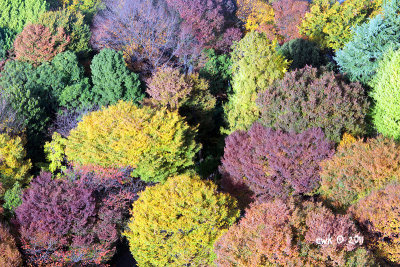 Colors of Fall