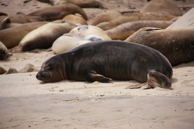 Elephant Seal Sanctuary.jpg