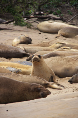 Elephant Seal Sanctuary 5.jpg