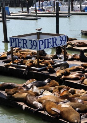 Pier 39_Seals.jpg