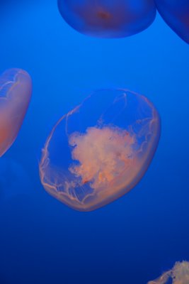 Monterey Aquarium_jellyfish_2.jpg