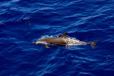 Dolphins on route to Lanai