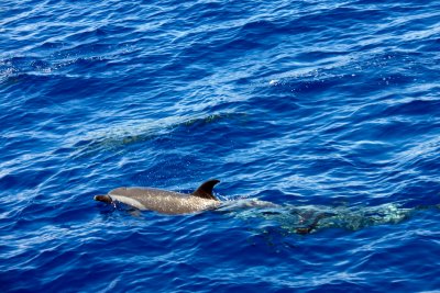 Spotted Dolphins on route to Lanai