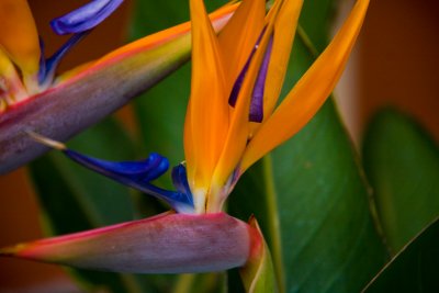 Birds of Paradise