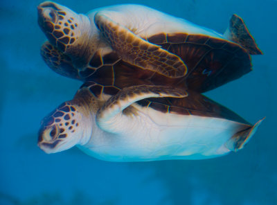 Maui Ocean centre