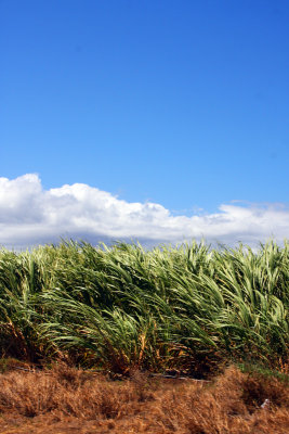 Sugar cane fields