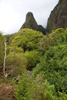 Lao Valley Needle