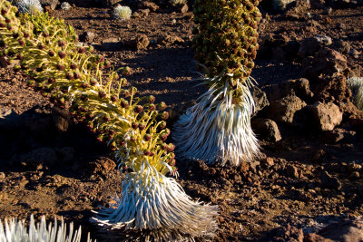 Haleakala Silversword