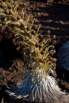 Haleakala Silversword