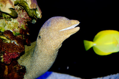 eel