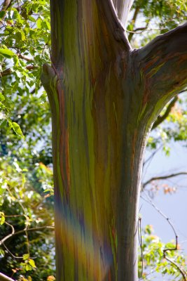 Rainbow Eucalyptus