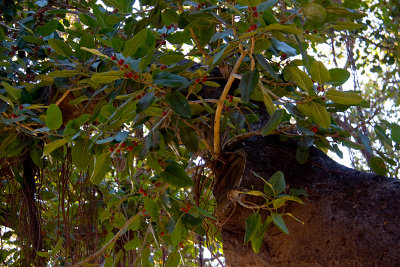 banyan tree _lahaina