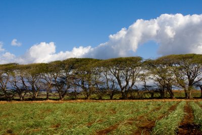driving back from Paia