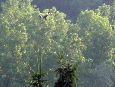 CIMG0266.jpg