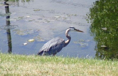 moms_photos_071010