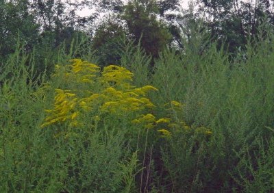 moms_photos_081810