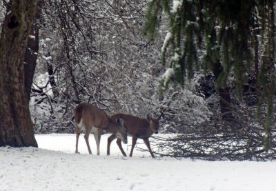 moms_photos_120210